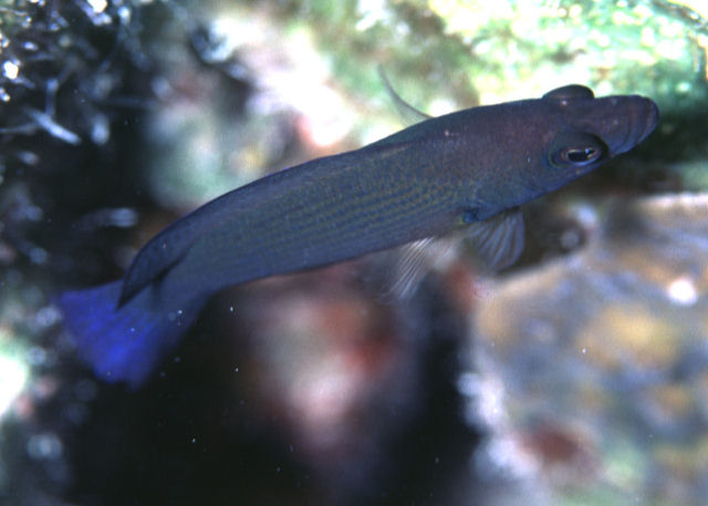 Pseudochromis fuscus